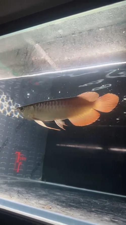 紅金龍魚壁紙高清圖片，紅金龍魚壁紙高清圖片以絢麗的色彩與靈動(dòng)的姿態(tài)成為視覺焦點(diǎn) 紅金龍魚壁紙高清圖片，紅金龍魚壁紙高清圖片以絢麗的色彩與靈動(dòng)的姿態(tài)成為視覺焦點(diǎn) 龍魚百科 第24張