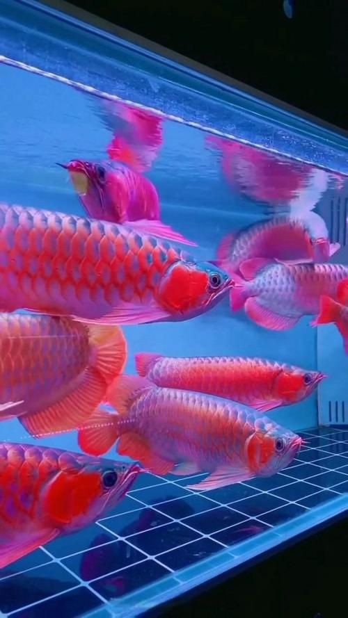 紅金龍魚壁紙高清圖片，紅金龍魚壁紙高清圖片以絢麗的色彩與靈動(dòng)的姿態(tài)成為視覺焦點(diǎn) 紅金龍魚壁紙高清圖片，紅金龍魚壁紙高清圖片以絢麗的色彩與靈動(dòng)的姿態(tài)成為視覺焦點(diǎn) 龍魚百科 第14張