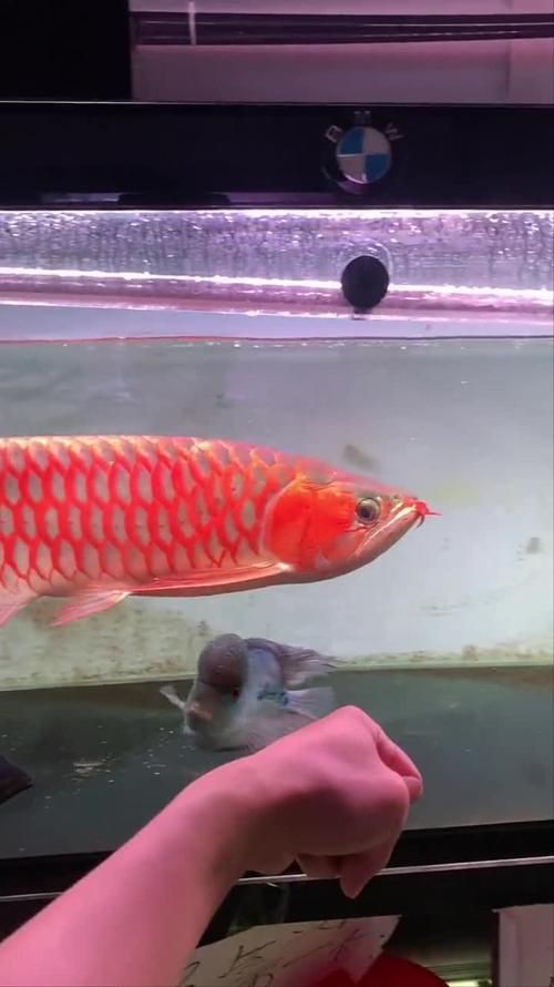 紅金龍魚壁紙高清圖片，紅金龍魚壁紙高清圖片以絢麗的色彩與靈動(dòng)的姿態(tài)成為視覺焦點(diǎn) 紅金龍魚壁紙高清圖片，紅金龍魚壁紙高清圖片以絢麗的色彩與靈動(dòng)的姿態(tài)成為視覺焦點(diǎn) 龍魚百科 第17張