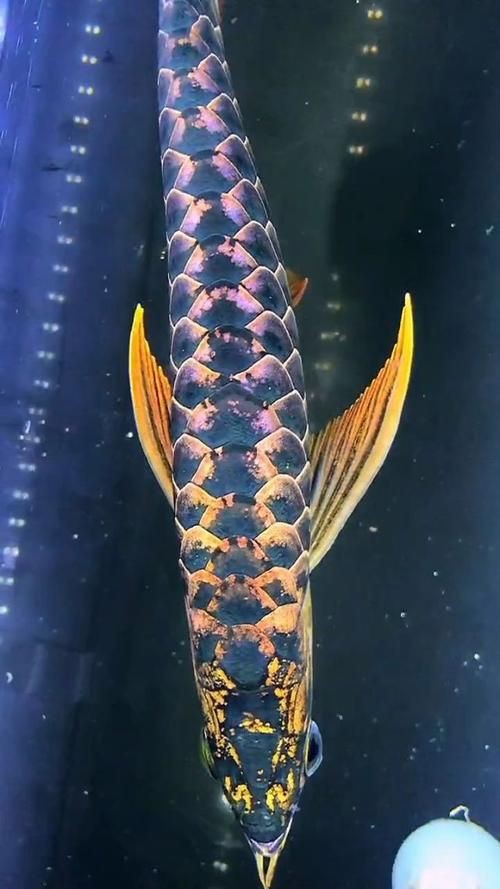 紅金龍魚壁紙高清圖片，紅金龍魚壁紙高清圖片以絢麗的色彩與靈動(dòng)的姿態(tài)成為視覺焦點(diǎn) 紅金龍魚壁紙高清圖片，紅金龍魚壁紙高清圖片以絢麗的色彩與靈動(dòng)的姿態(tài)成為視覺焦點(diǎn) 龍魚百科 第15張