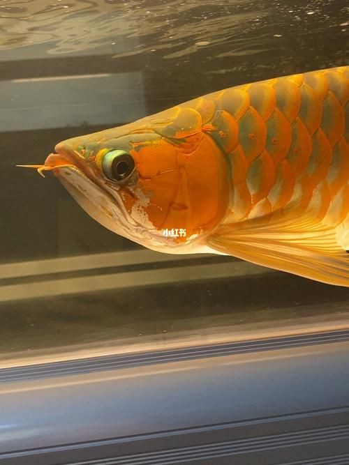 紅金龍魚壁紙高清圖片，紅金龍魚壁紙高清圖片以絢麗的色彩與靈動(dòng)的姿態(tài)成為視覺焦點(diǎn) 紅金龍魚壁紙高清圖片，紅金龍魚壁紙高清圖片以絢麗的色彩與靈動(dòng)的姿態(tài)成為視覺焦點(diǎn) 龍魚百科 第27張