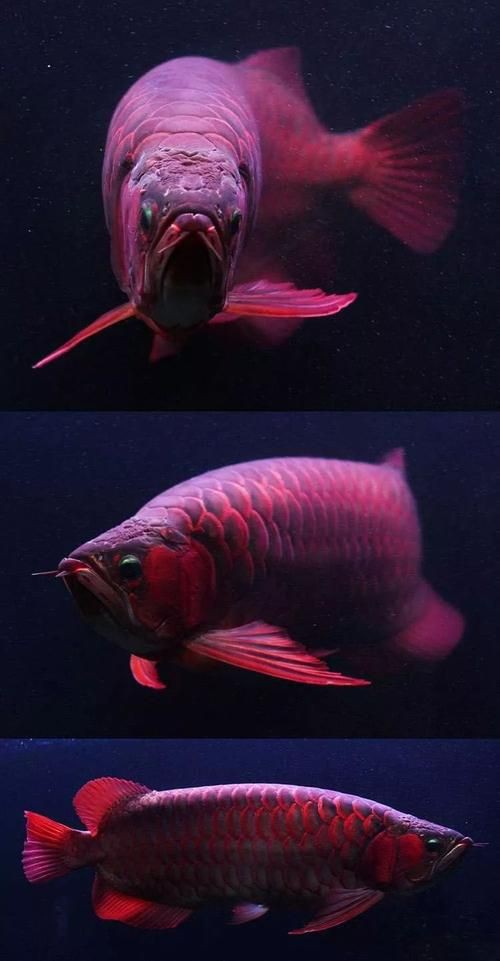 紅金龍魚壁紙高清圖片，紅金龍魚壁紙高清圖片以絢麗的色彩與靈動(dòng)的姿態(tài)成為視覺焦點(diǎn) 紅金龍魚壁紙高清圖片，紅金龍魚壁紙高清圖片以絢麗的色彩與靈動(dòng)的姿態(tài)成為視覺焦點(diǎn) 龍魚百科 第26張