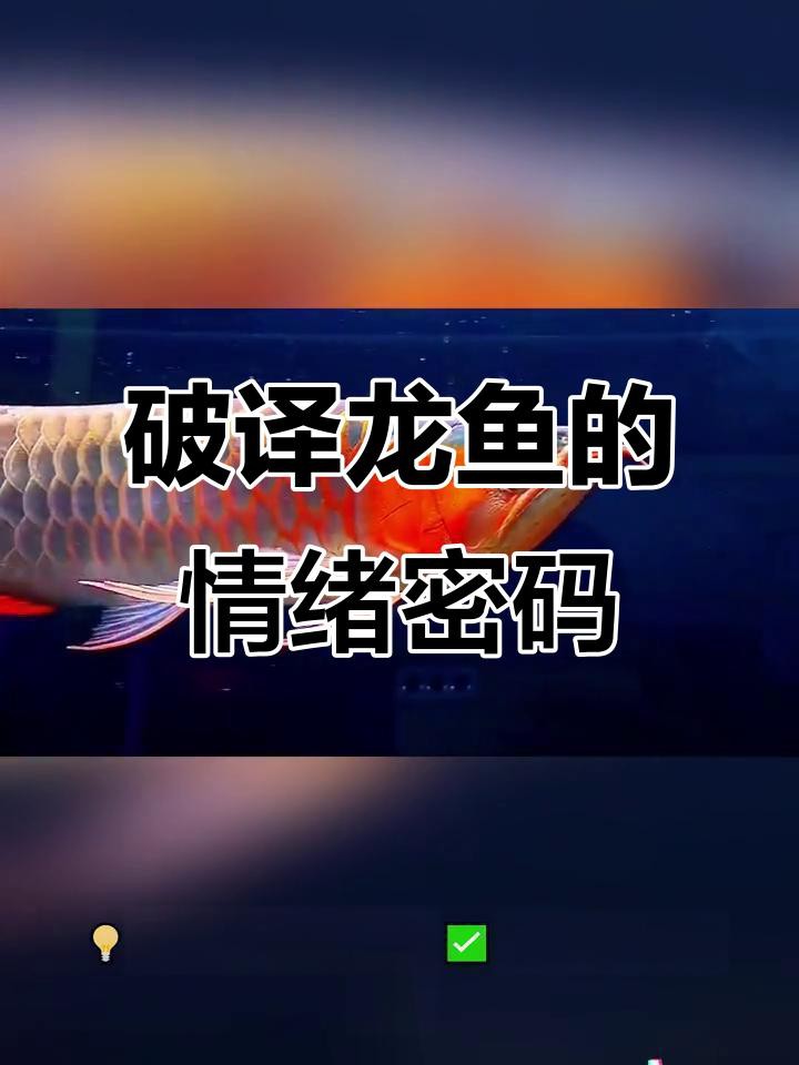 如何判斷龍魚是否感到壓力？，如何判斷龍魚是否感到壓力