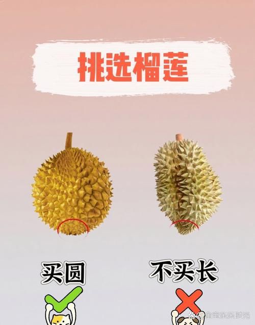 綠皮皇冠豹最忌三種水果圖片，綠皮皇冠豹最忌三種水果