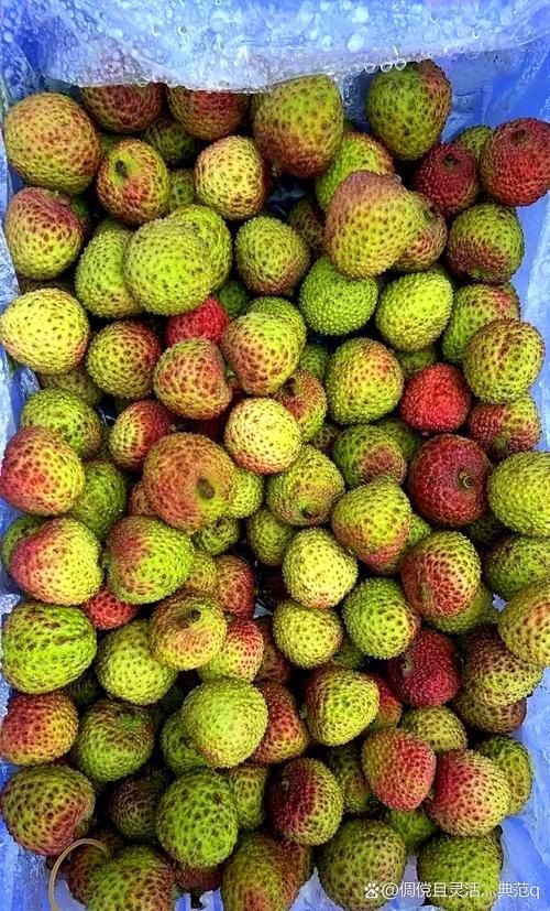 綠皮皇冠豹最忌三種水果圖片，綠皮皇冠豹最忌三種水果