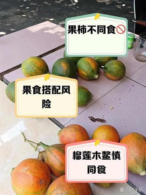 綠皮皇冠豹最忌三種水果圖片，綠皮皇冠豹最忌三種水果