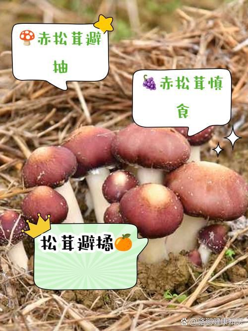 綠皮皇冠豹最忌三種水果圖片，綠皮皇冠豹最忌三種水果