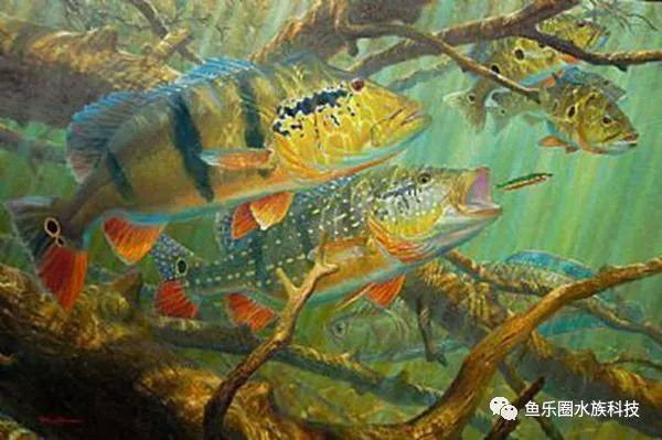 三間魚品種一覽表，\