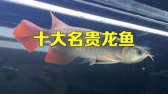 十大最好的龍魚，十大頂級龍魚品種