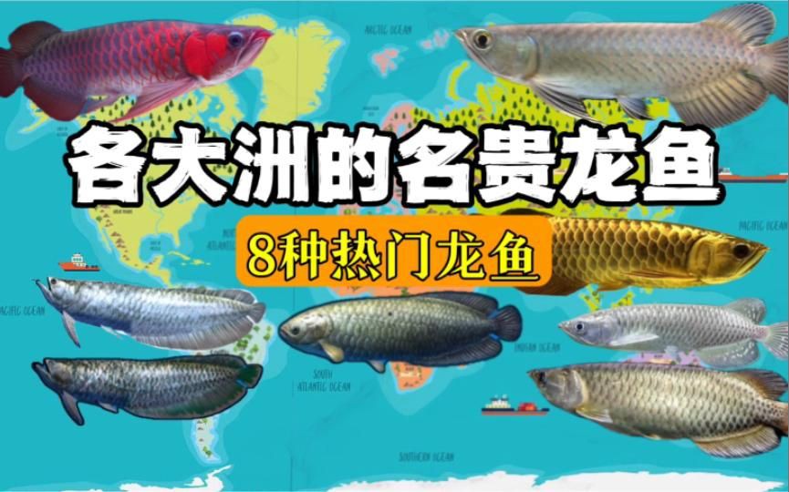 十大最好的龍魚，十大頂級龍魚品種