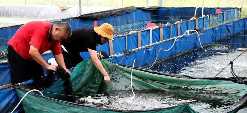 漣源龍魚店，婁底漣源龍魚店哪家口碑最好澳洲藍龍蝦養殖業發展成熟