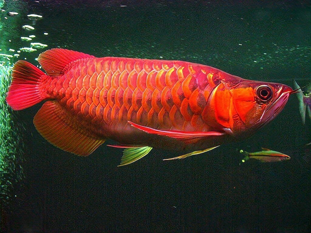 紅龍魚能燉吃嗎？，把紅龍魚掛脖子上過安檢或面臨10年監禁奇妙的萬千世界