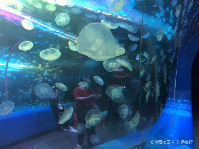 深圳水族館，深圳最精妙的共生系統