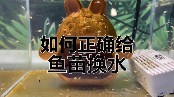 如何給金龍魚(yú)幼苗換水？，給金龍魚(yú)幼苗換水需要注意什么？ 如何給金龍魚(yú)幼苗換水？，給金龍魚(yú)幼苗換水需要注意什么？ 龍魚(yú)百科 第6張