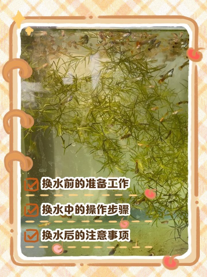 如何給金龍魚(yú)幼苗換水？，給金龍魚(yú)幼苗換水需要注意什么？ 如何給金龍魚(yú)幼苗換水？，給金龍魚(yú)幼苗換水需要注意什么？ 龍魚(yú)百科 第10張