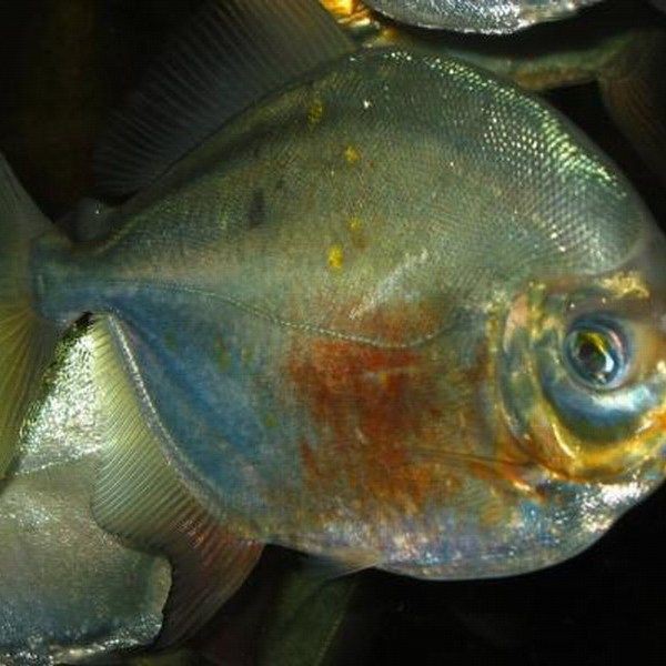 紅勾銀板魚最忌三種魚，《紅勾銀板魚最忌三種魚》