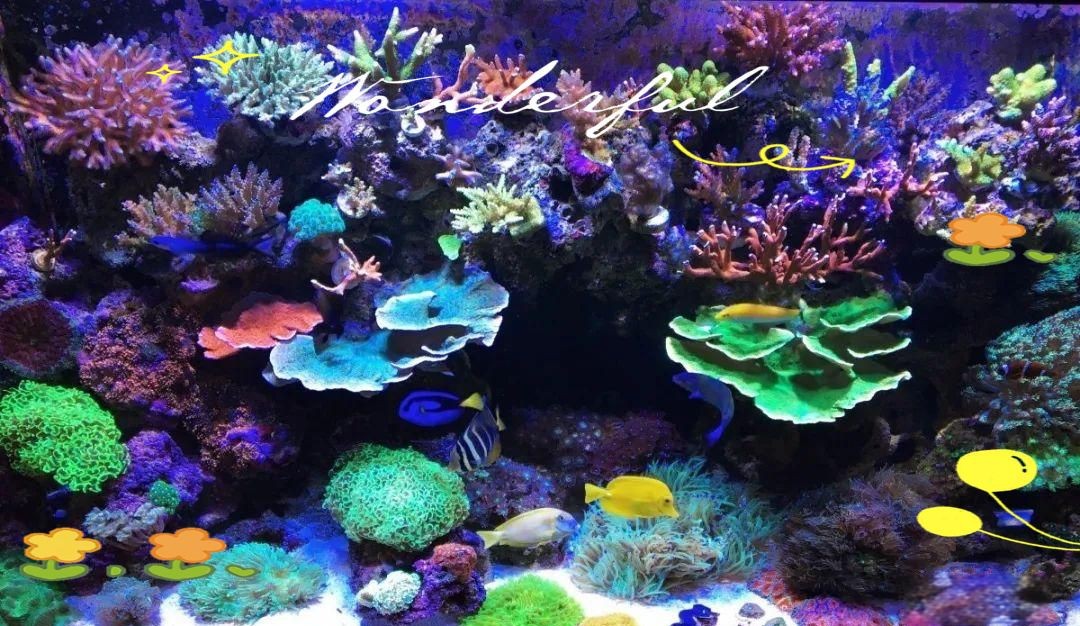 紅勾銀板魚最忌三種魚，《紅勾銀板魚最忌三種魚》