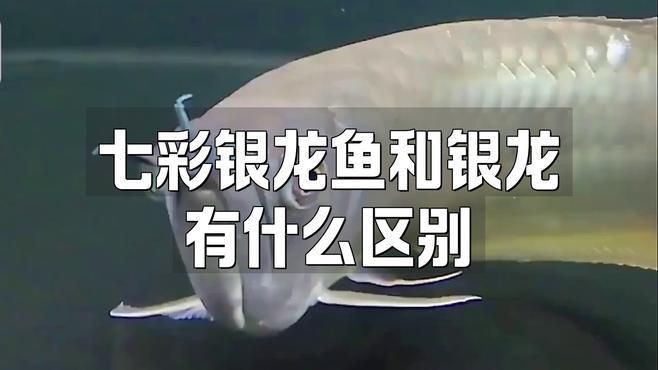 七彩龍魚是什么品種，「秒懂百科」原來七彩龍魚長這樣