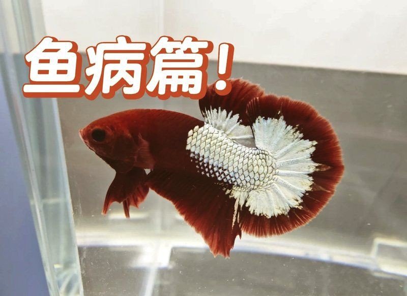 哪些觀賞魚容易得眼睛白膜，觀賞魚出現眼睛白膜是怎么回事克羅奇官營店魚蒙眼了怎么辦
