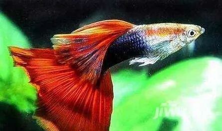 鳳尾魚俗稱什么魚，鳳尾魚俗稱及相關(guān)特點