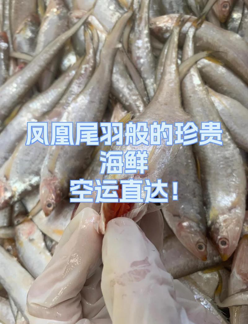 鳳尾魚俗稱什么魚，鳳尾魚俗稱及相關(guān)特點
