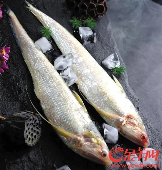 刀魚俗稱叫什么魚，“長江三鮮”之首刀魚