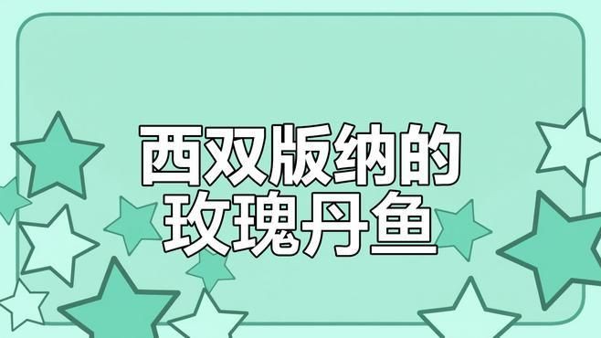 玫瑰丹魚最好養三個品種，《玫瑰丹魚最好養三個品種》