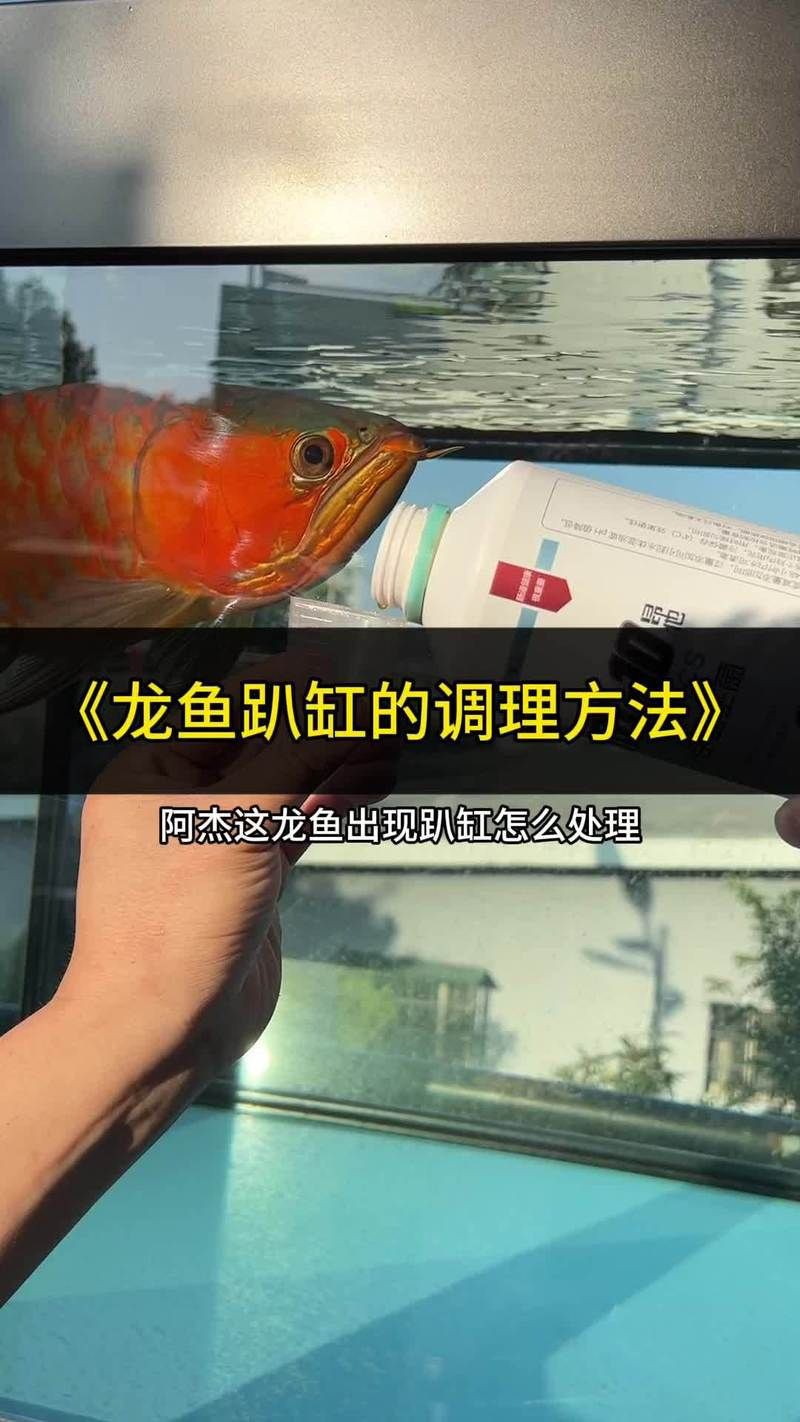 紅龍趴缸的日常護理，《紅龍趴缸的日常護理》
