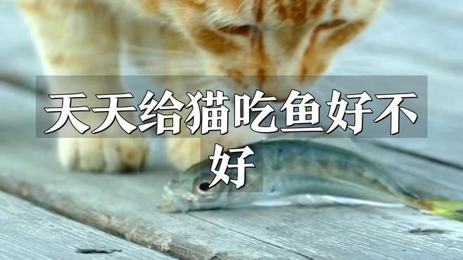 貓為何盡量少吃魚，貓為何盡量少吃魚許多人認為貓天生愛吃魚
