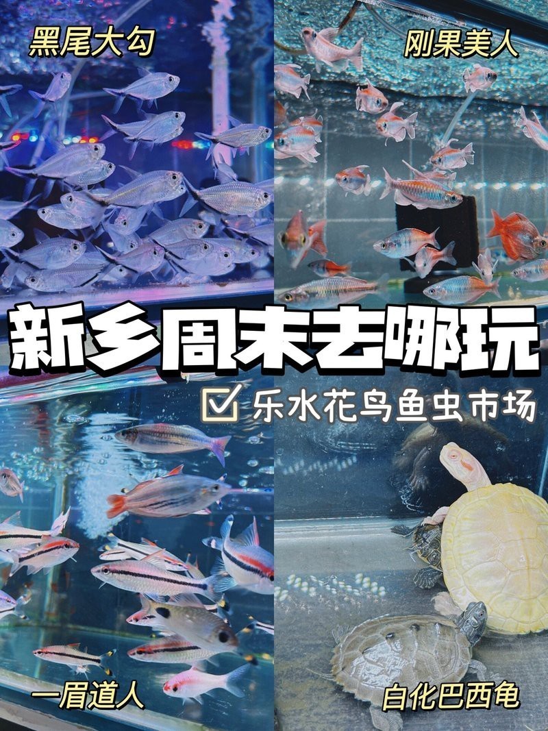 新鄉(xiāng)水族店，新鄉(xiāng)市多家特色水族店