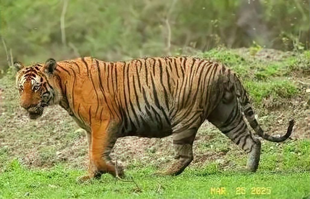 全世界老虎最多的國家，印度的老虎保護區