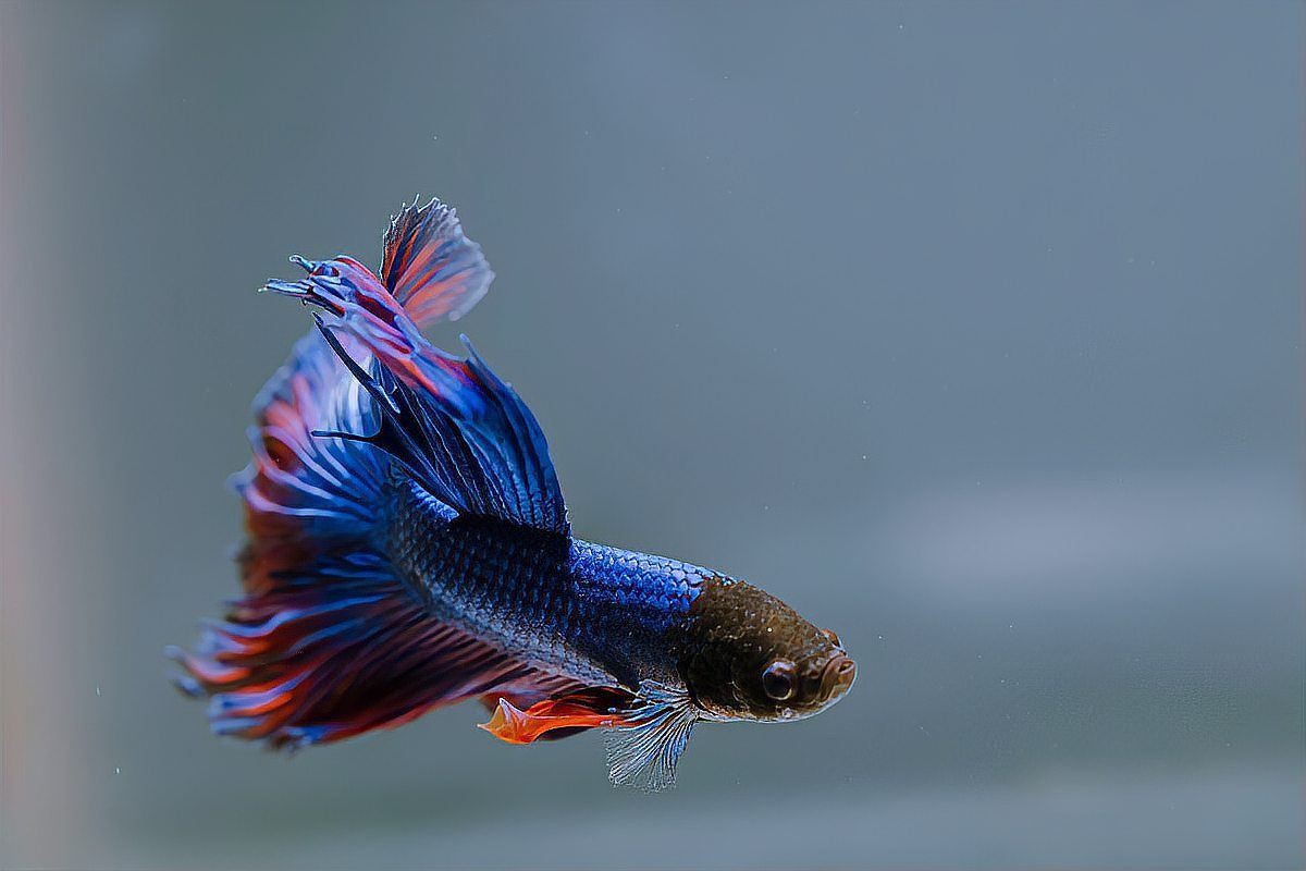 孔雀魚好養嗎適合新手嗎，《孔雀魚好養嗎適合新手嗎》