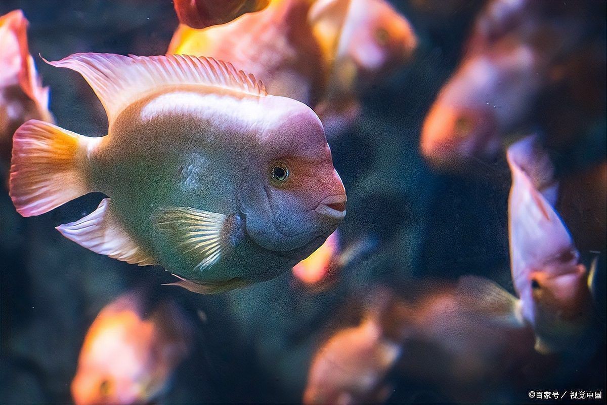 孔雀魚好養嗎適合新手嗎，《孔雀魚好養嗎適合新手嗎》