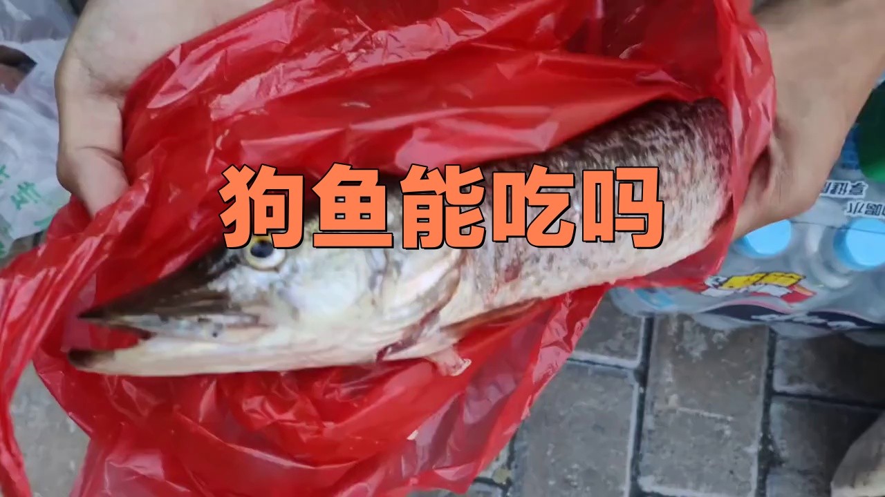 什么人不適合吃狗魚，狗魚最忌三種人吃急診科熊振輝具有較高的食用價值和經(jīng)濟價值