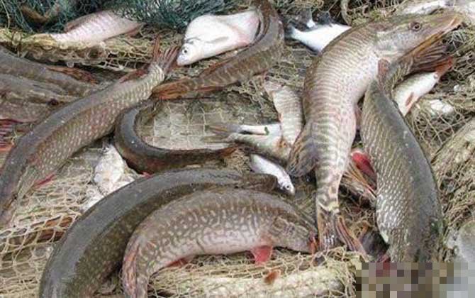 什么人不適合吃狗魚，狗魚最忌三種人吃急診科熊振輝具有較高的食用價值和經(jīng)濟價值