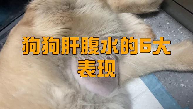 如何判斷雷龍腹水是否嚴重？，如何判斷雷龍魚腹水嚴不嚴重