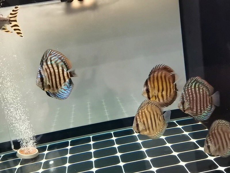 七彩龍魚和銀龍魚能混養嗎？，“七彩龍魚和銀龍魚能否混養”展開探討，新手不推薦嘗試