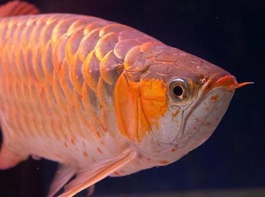 七彩龍魚和銀龍魚能混養嗎？，“七彩龍魚和銀龍魚能否混養”展開探討，新手不推薦嘗試