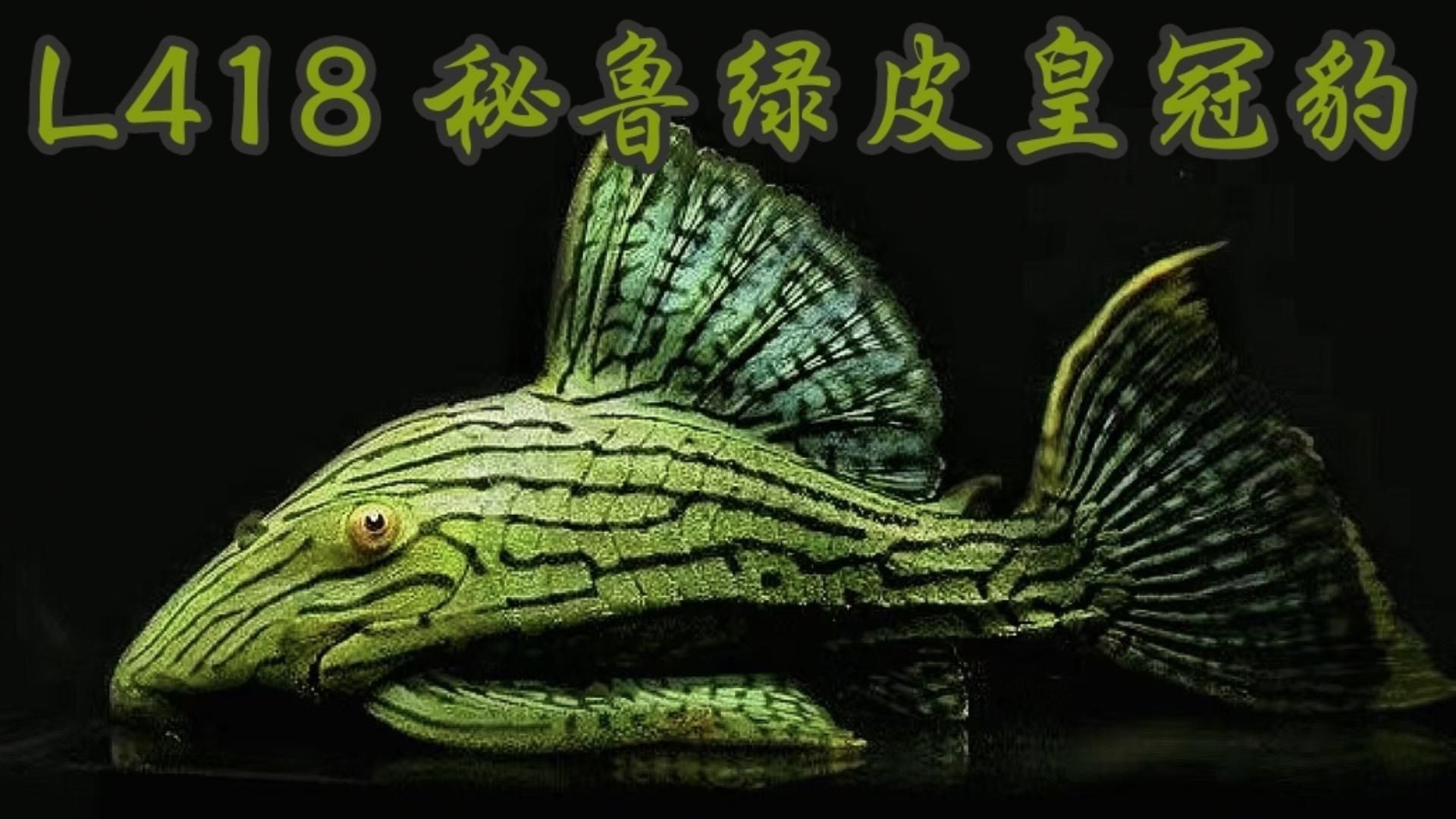綠皮皇冠豹吃什么，嗶哩嗶哩,秘魯綠皮皇冠豹,異型魚的簡單介紹