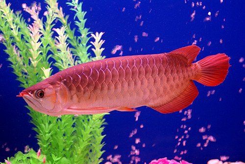 紅金龍魚飼養(yǎng)技巧，怎么飼養(yǎng)紅金龍魚