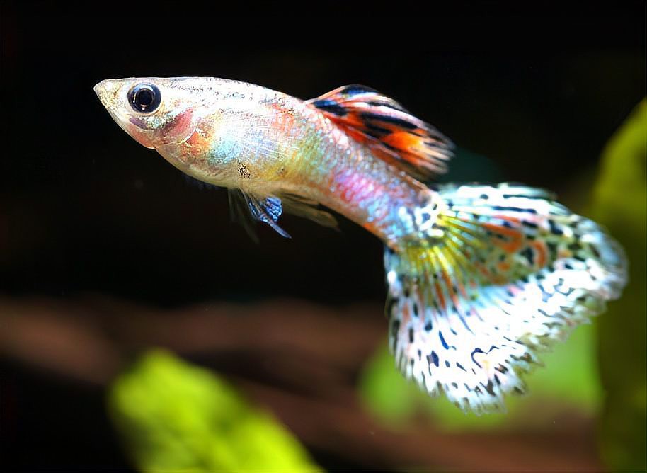 養(yǎng)孔雀魚不死的小竅門，優(yōu)質(zhì)飼料如何養(yǎng)護(hù)