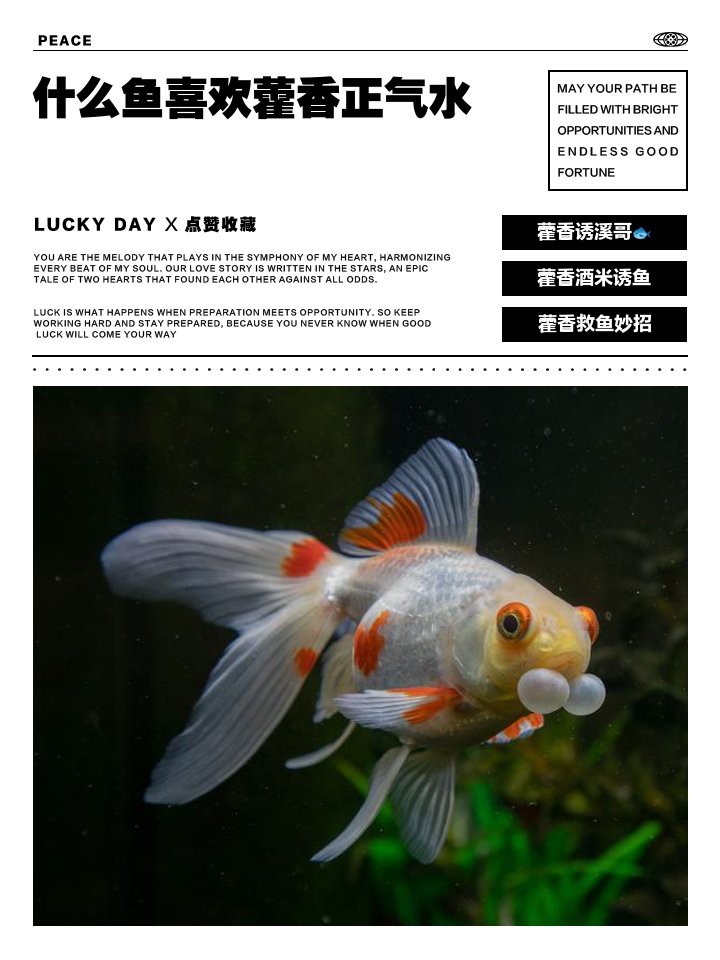 什么魚(yú)喜歡藿香正氣水，藿香正氣水與魚(yú)類(lèi)的奇妙緣分：藿香正氣水與魚(yú)類(lèi)的奇妙緣分 什么魚(yú)喜歡藿香正氣水，藿香正氣水與魚(yú)類(lèi)的奇妙緣分：藿香正氣水與魚(yú)類(lèi)的奇妙緣分 龍魚(yú)論壇 第2張