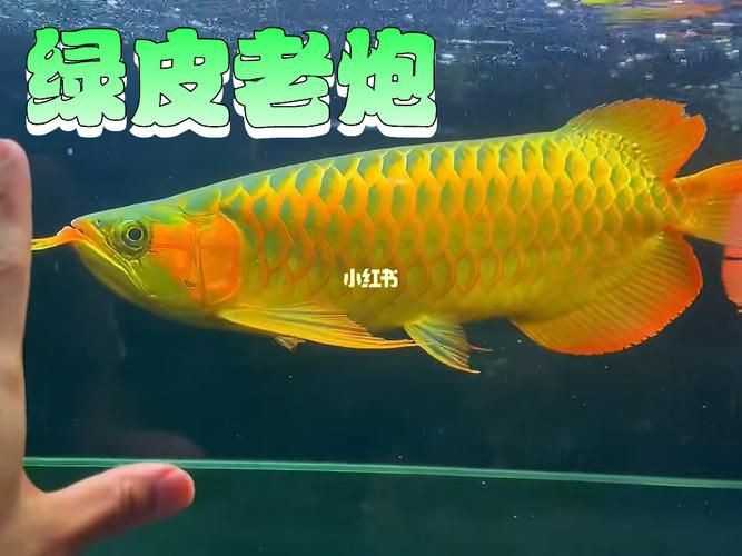 綠皮龍魚圖片大全，《綠皮龍魚圖片大全》