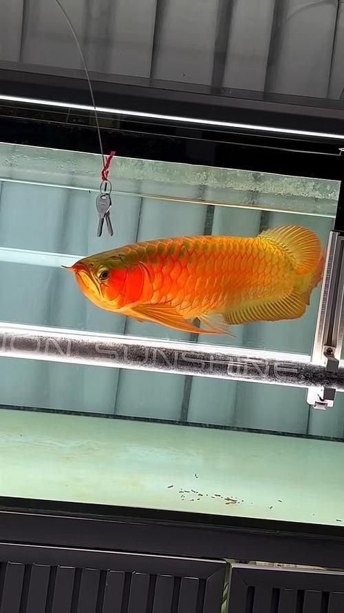 綠皮龍魚圖片大全，《綠皮龍魚圖片大全》