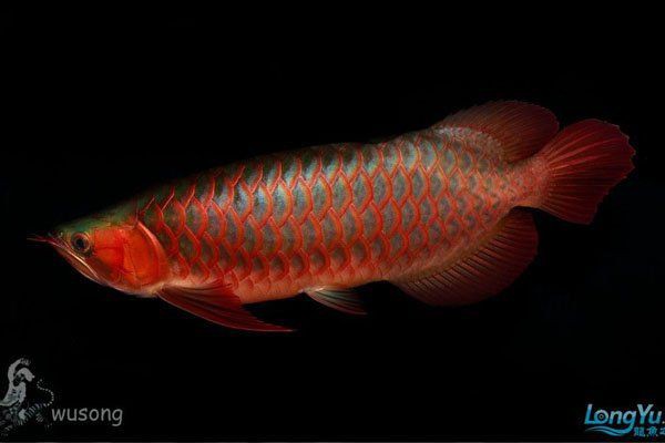 綠皮龍魚圖片大全，《綠皮龍魚圖片大全》