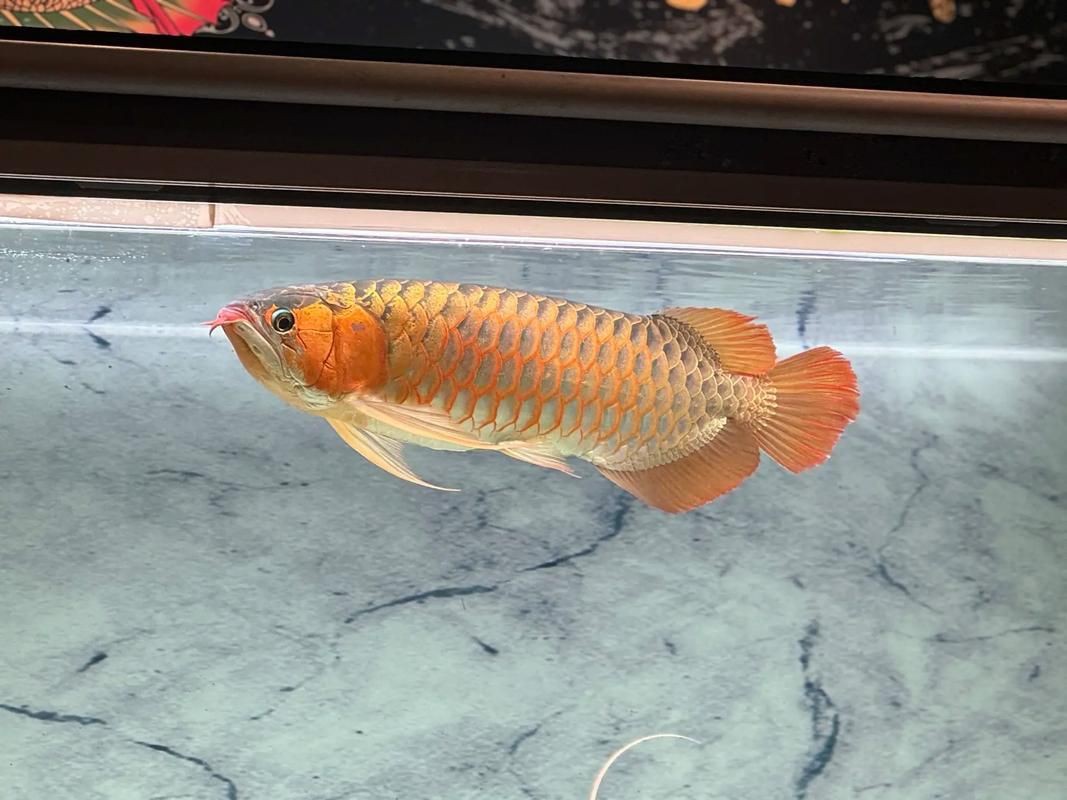 綠皮龍魚圖片大全，《綠皮龍魚圖片大全》