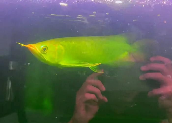 綠皮龍魚圖片大全，《綠皮龍魚圖片大全》