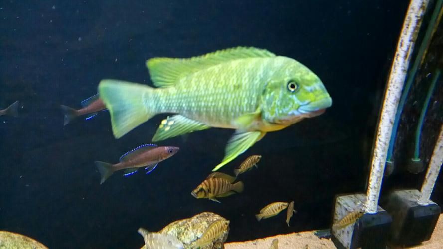 綠皮龍魚圖片大全，《綠皮龍魚圖片大全》