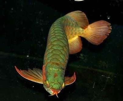 綠皮龍魚圖片大全，《綠皮龍魚圖片大全》