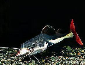 40公分金龍魚多久喂一次比較好？，40公分金龍魚多久喂一次比較好
